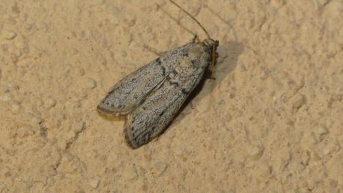 Réf. 362 466 : Cadra abstersella